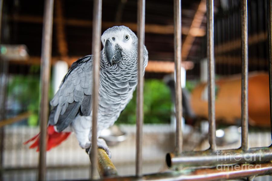 Caged African Grey Parrot Photograph by Peter Chadwick/science Photo Library