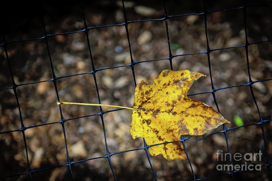 Caged Leaf Photograph by Anna Serebryanik