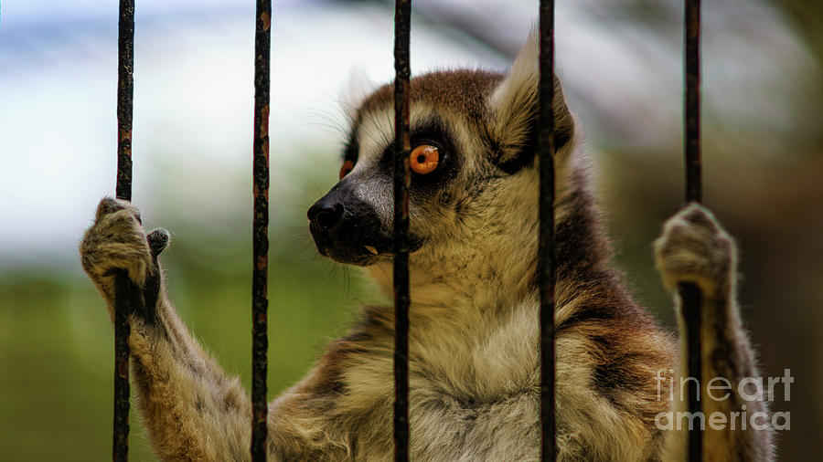 Caged Lemur at Zoo Photograph by Pablo Avanzini