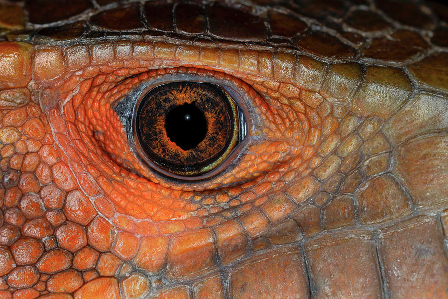 Caiman Lizard Close-up Of Eyeball Photograph by Adam Jones - Fine Art ...