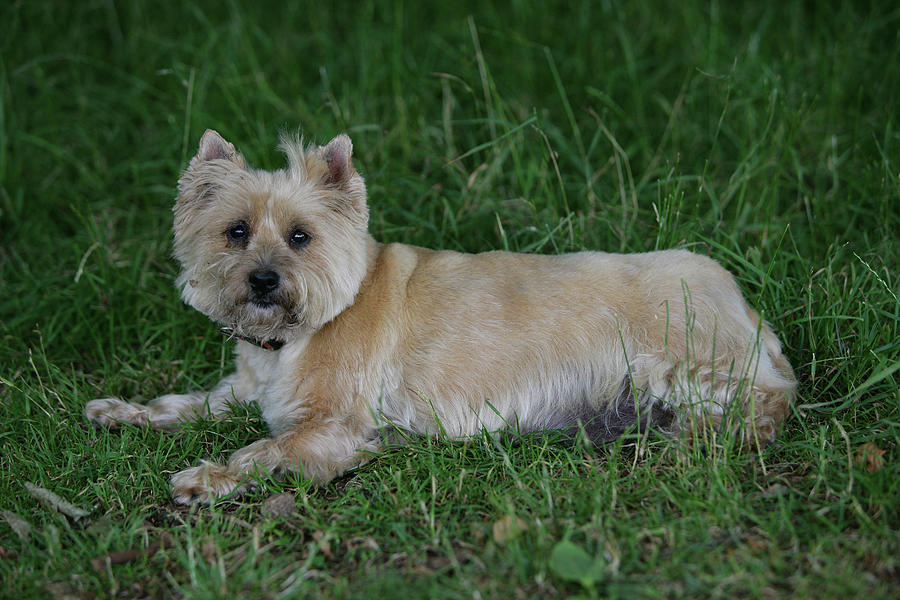 Cairn Terrier 29 Photograph by Bob Langrish - Fine Art America