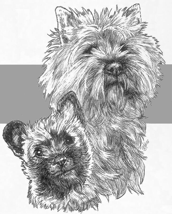 Cairn Terrier and Pup Drawing by Barbara Keith