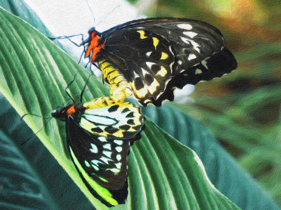 Cairns Birdwing Butterflies - Intimacy Photograph by Leslie Montgomery