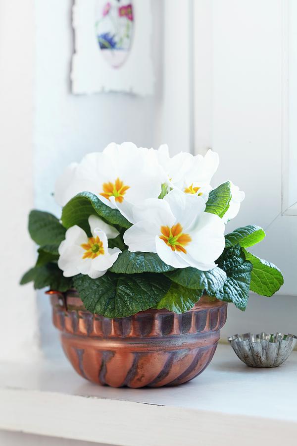 Cake Mould Used As Planter For Primula Photograph by Franziska Taube