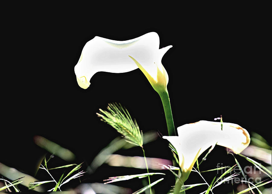 Cala Lilies Of Light Photograph