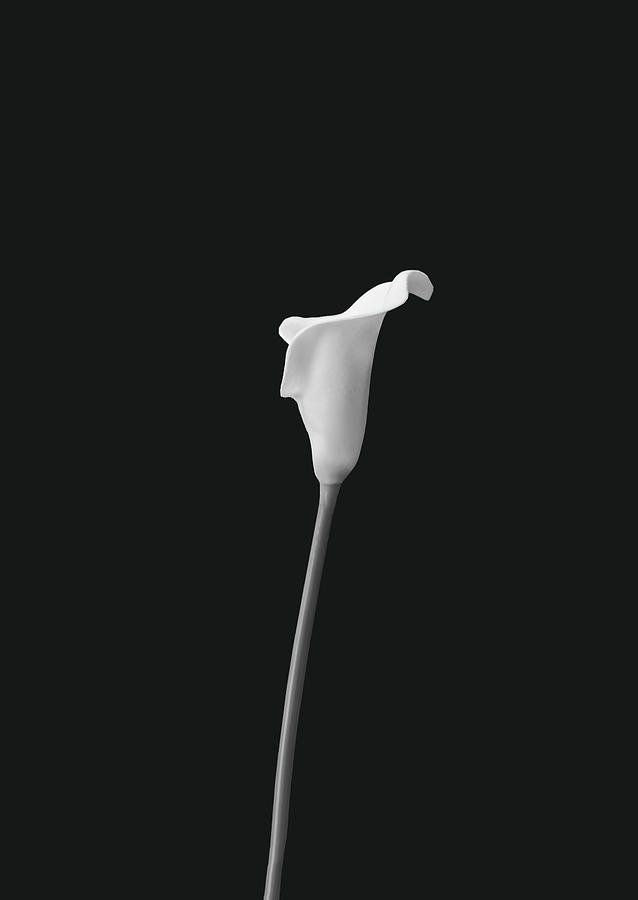 Cala Lily AA BW by Jim Dollar Cala Lily AA BW by Jim Dollar