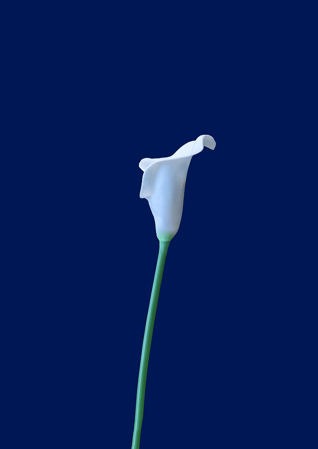 Cala Lily AA by Jim Dollar Cala Lily AA by Jim Dollar