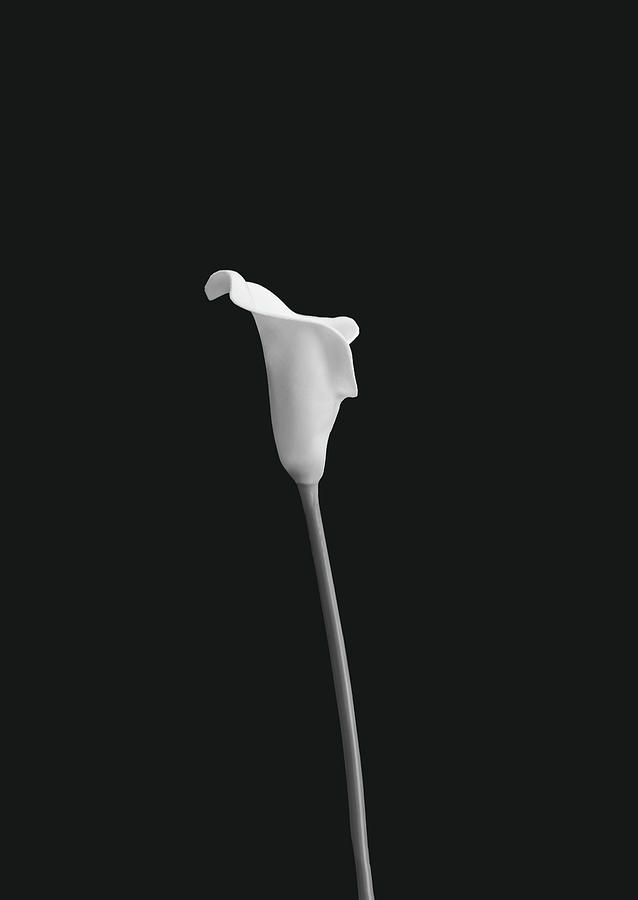 Cala Lily AB BW by Jim Dollar Cala Lily AB BW by Jim Dollar