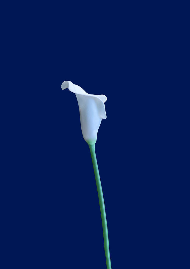 Cala Lily AB by Jim Dollar Cala Lily AB by Jim Dollar
