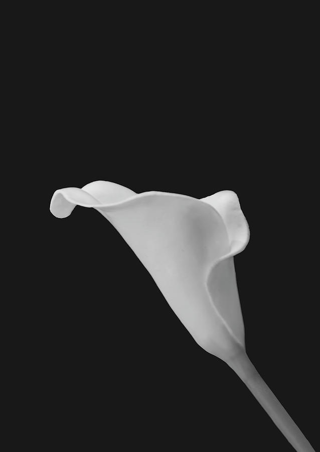 Cala Lily BA BW by Jim Dollar Cala Lily BA BW by Jim Dollar