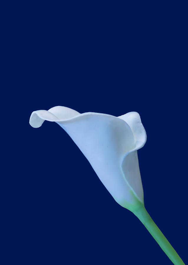Cala Lily BA by Jim Dollar Cala Lily BA by Jim Dollar