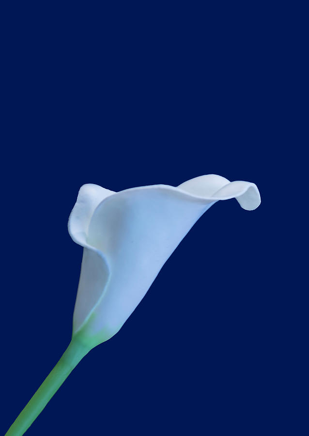 Cala Lily BB by Jim Dollar Cala Lily BB by Jim Dollar
