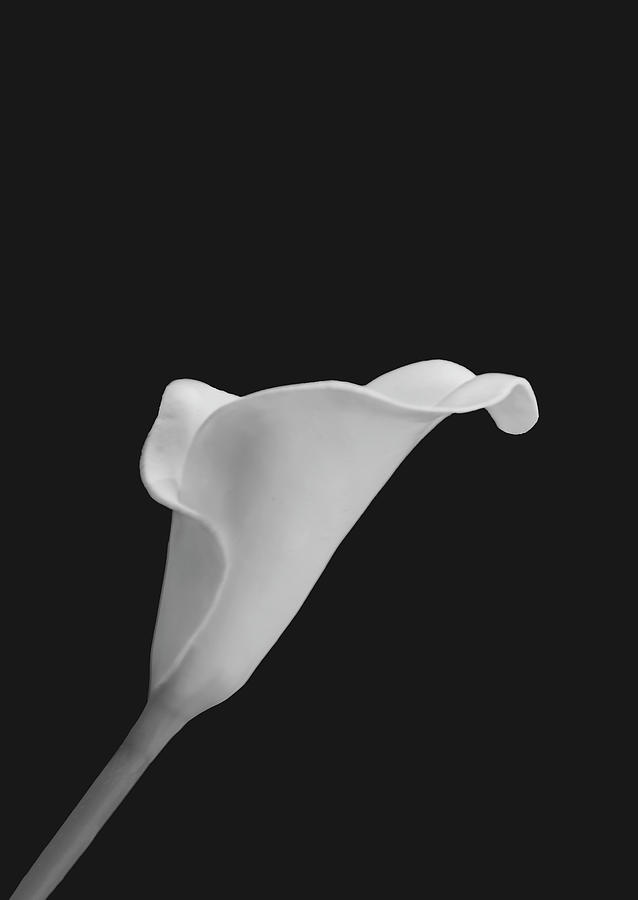 Cala Lily CA BW by Jim Dollar Cala Lily CA BW by Jim Dollar