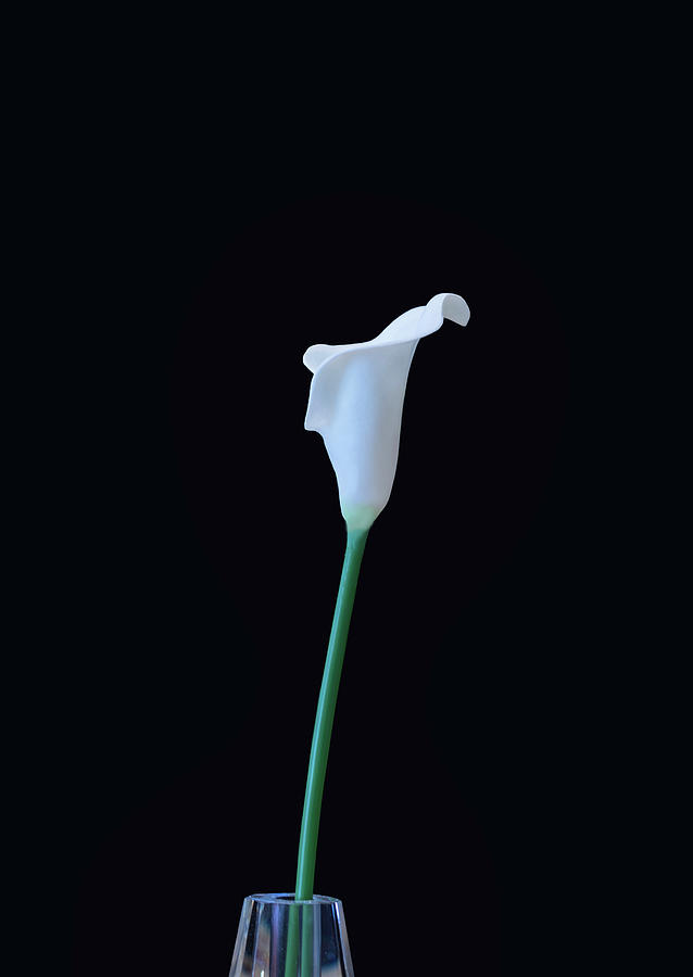 Cala Lily CA by Jim Dollar Cala Lily CA by Jim Dollar