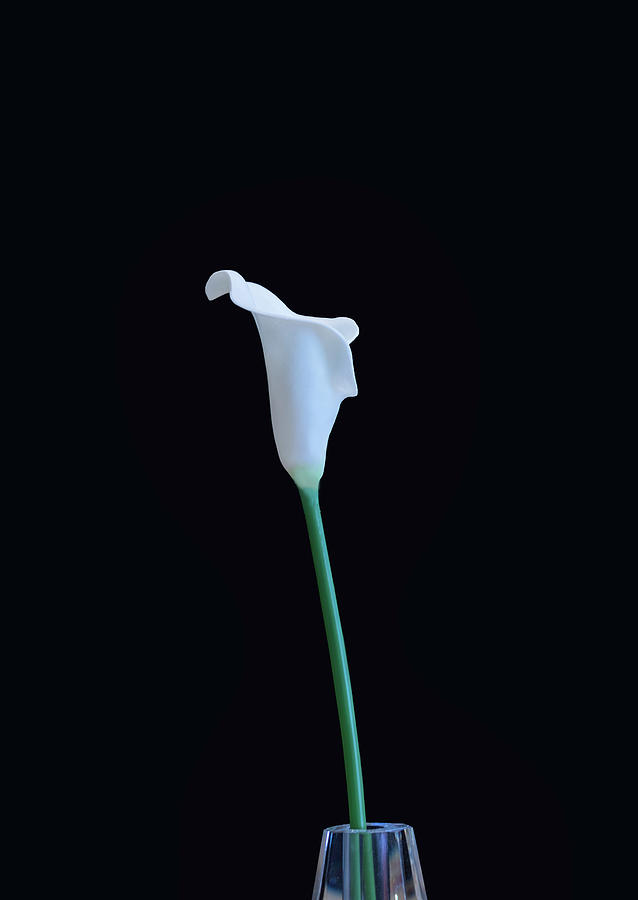 Cala Lily CB by Jim Dollar Cala Lily CB by Jim Dollar