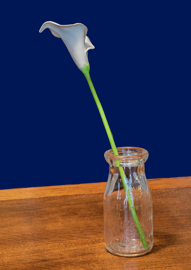 Cala Lily DB by Jim Dollar Cala Lily DB by Jim Dollar