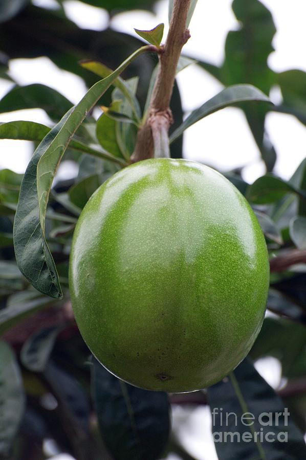 Calabash Tree Fruit (crescentia Cujete) Photograph by Dr. John ...