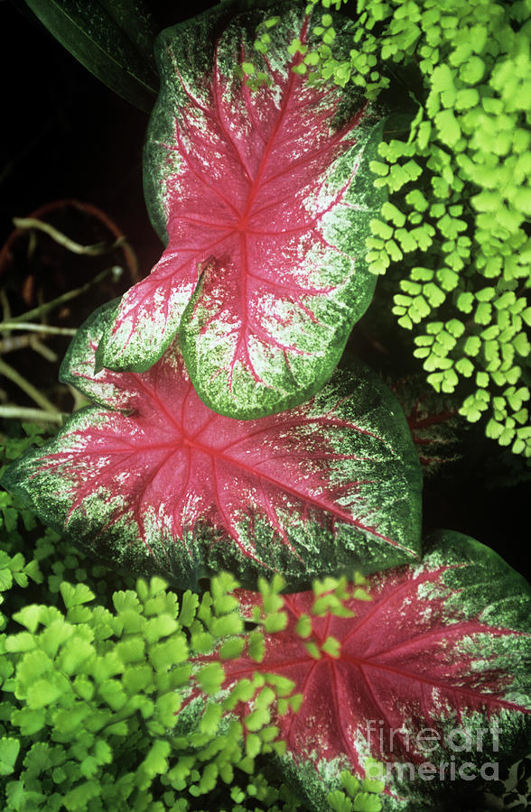 Nature Photograph - Caladium Bicolour rosebud by Mike Comb/science Photo Library