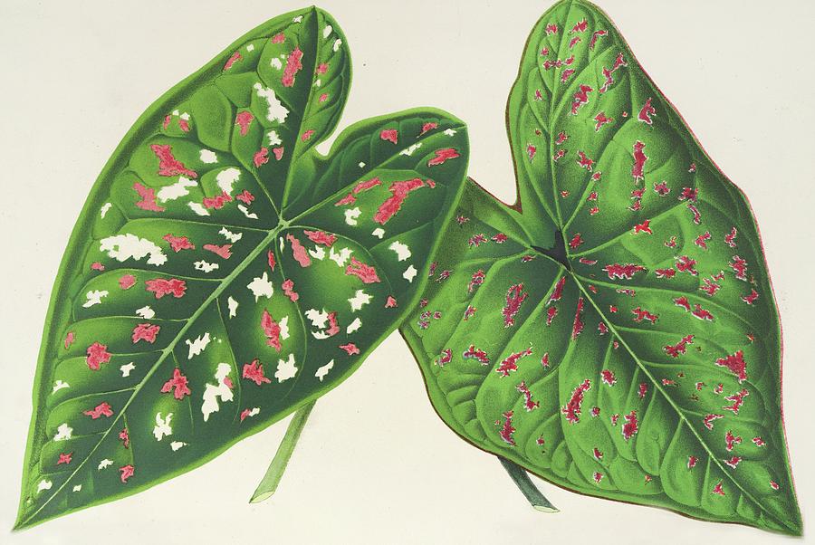 Nature Painting - Caladium by Charles Antoine Lemaire