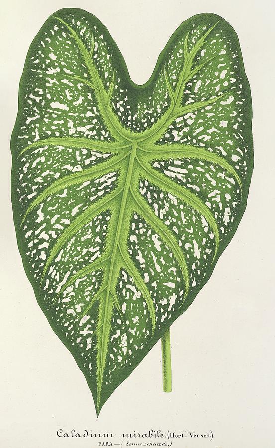 Botanical Illustration Painting - Caladium Mirabile by Charles Antoine Lemaire