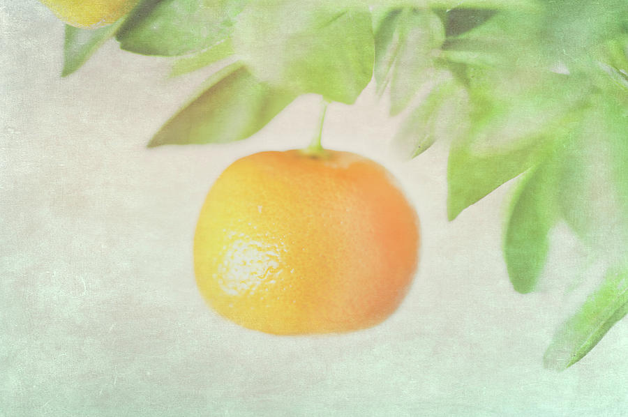 Calamondin Miniature Orange Photograph by Peter Chadwick Lrps