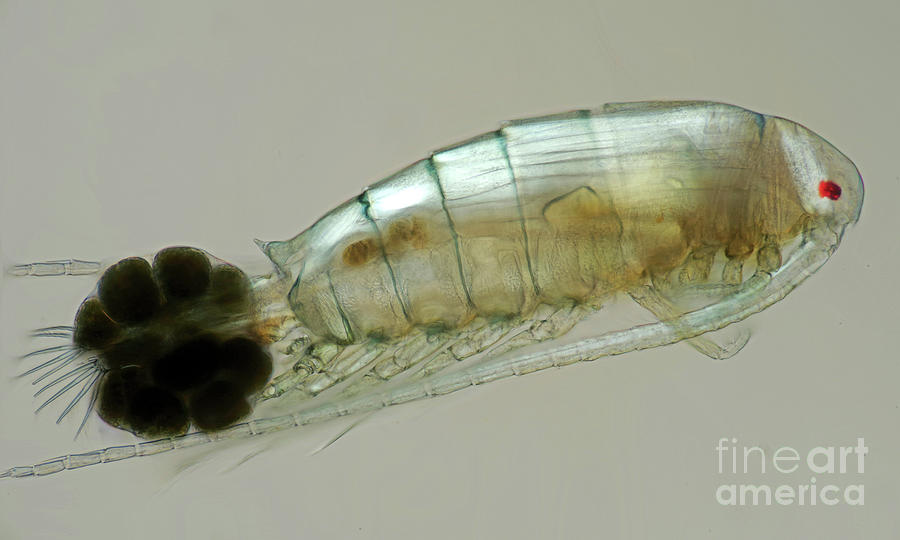 Calanoid Copepods