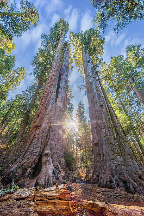Calaveras Big Trees State Park Photograph by Photo By Chris Axe
