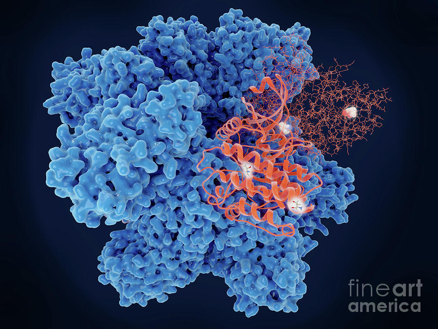 Calcium-calmodulin-dependent Protein Kinase II Photograph by Juan ...