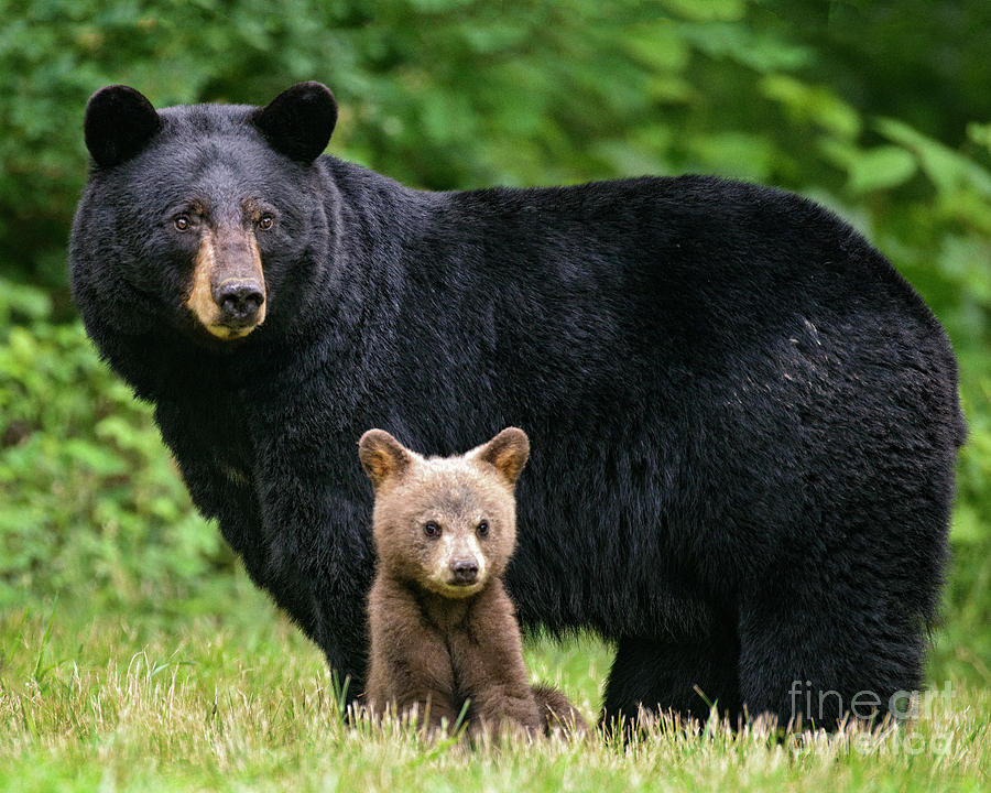 Calendar Black Bear and Cub Photograph by Timothy Flanigan Fine Art