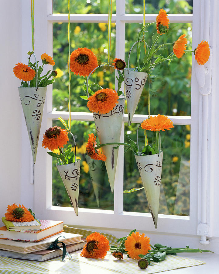 Calendula In Pointed Vases In The Window, Books Photograph by Friedrich Strauss