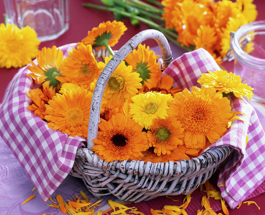 Calendula marigold In Basket With Checkered Cloth Photograph by Friedrich Strauss