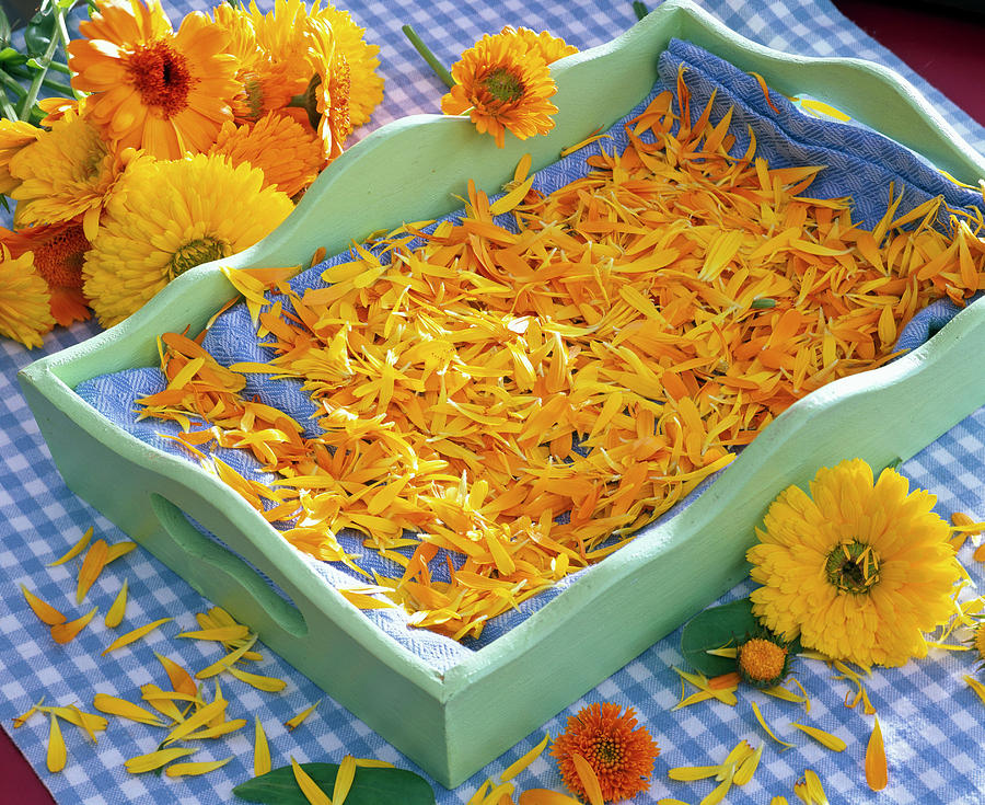 Calendula Petals On Cloth In Tray To Dry Photograph by Friedrich Strauss