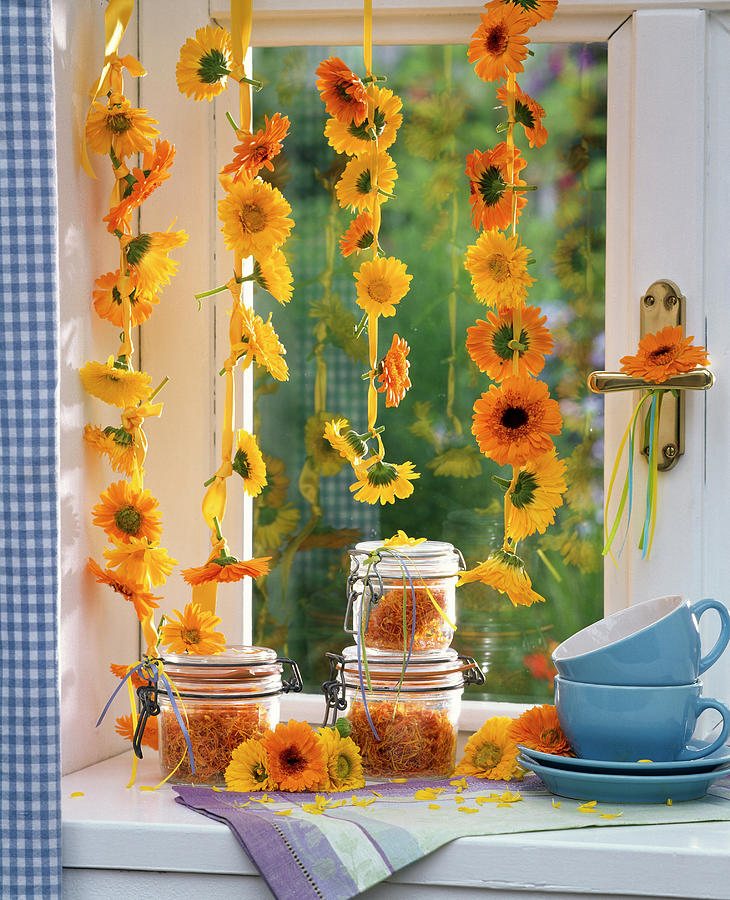 Calendula, Threaded Flowers Hanging From The Window, Glasses Photograph by Friedrich Strauss