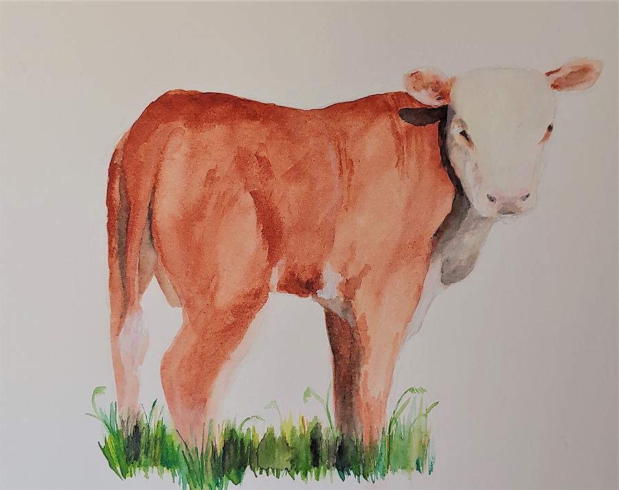 Calf Drawing by Amy Fenison | Fine Art America