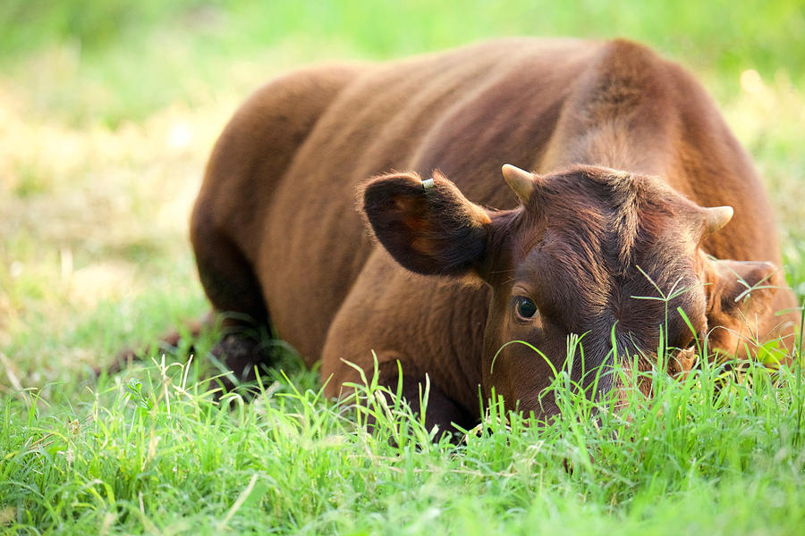 Calf at Rest by Rachel Morrison Calf at Rest by Rachel Morrison