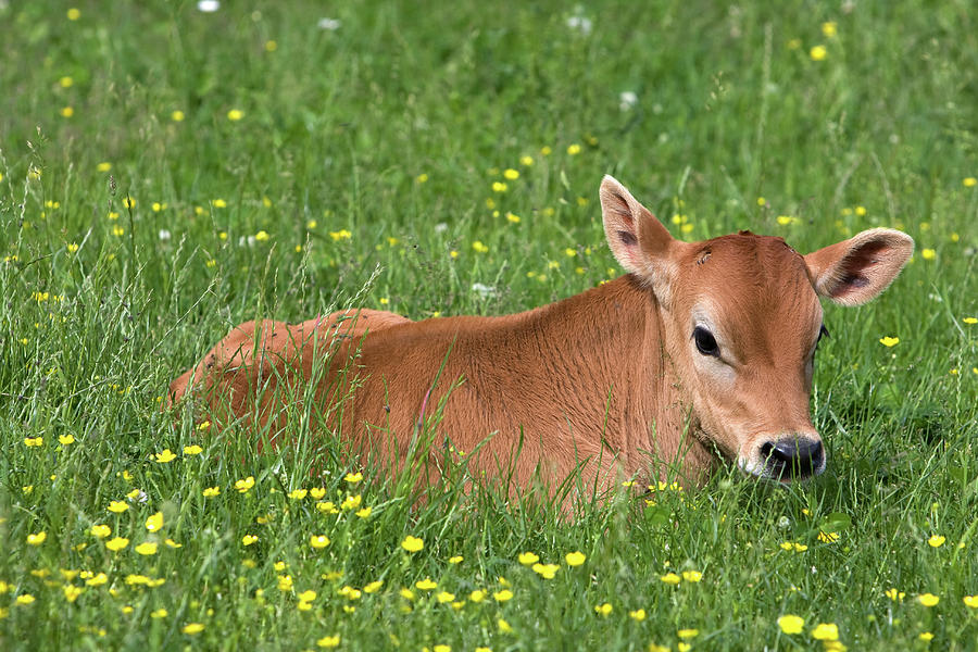 Calf In Field Photograph by Csundahl