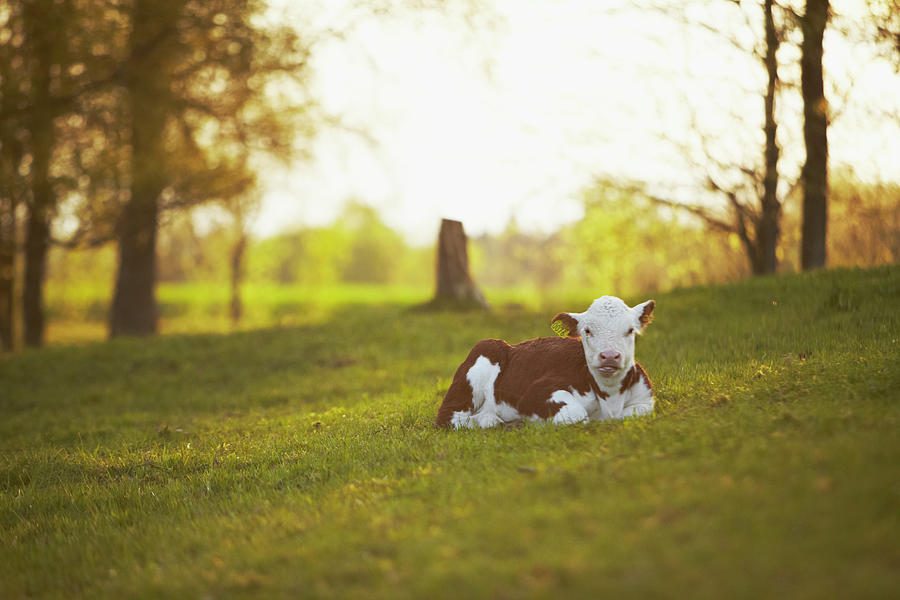 Calf In Rural Landscape Photograph by Photo By Patric Ivan