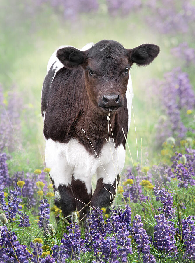 Calf in the Lupine Flowers Photograph by Jennie Marie Schell