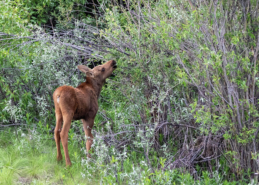 Calf Moose by Michael Chatt Calf Moose by Michael Chatt