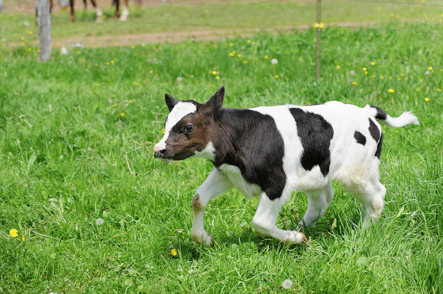 Calf Running In Pasture Grass, Holstein Photograph by Catnap72