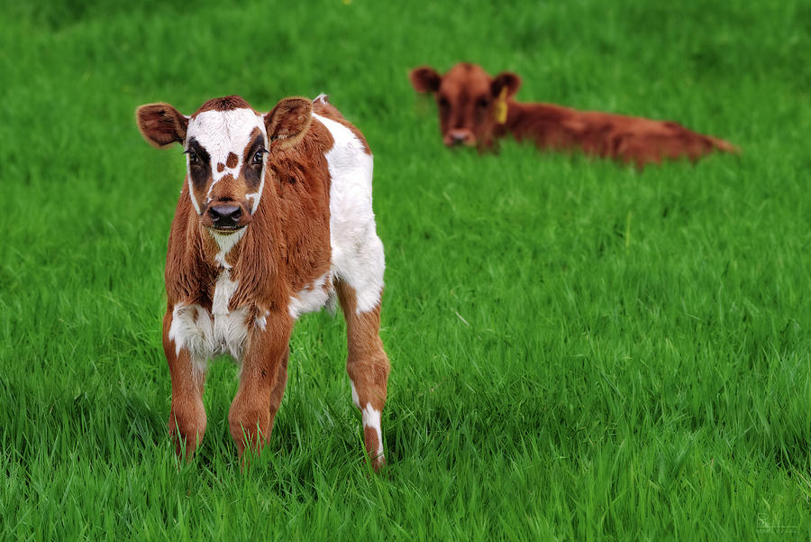 Calf with an Attitude - Hereford calf in green spring pasture Photograph by Peter Herman