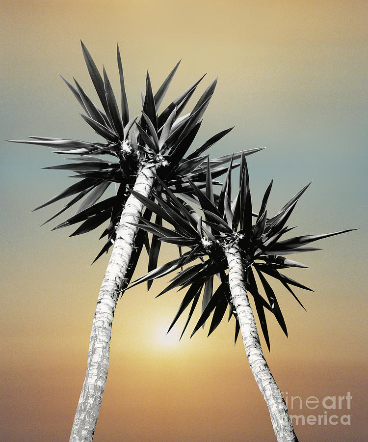Summer Mixed Media - Cali Summer Vibes Palm Trees #1 #tropical #decor #art  by Anitas and Bellas Art
