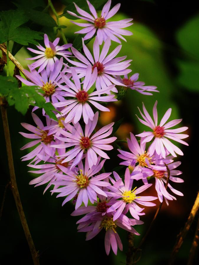 Calico Asters  Photograph by Lori Frisch