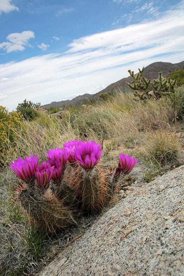 Calico Cactus Photograph by Robin Street-Morris