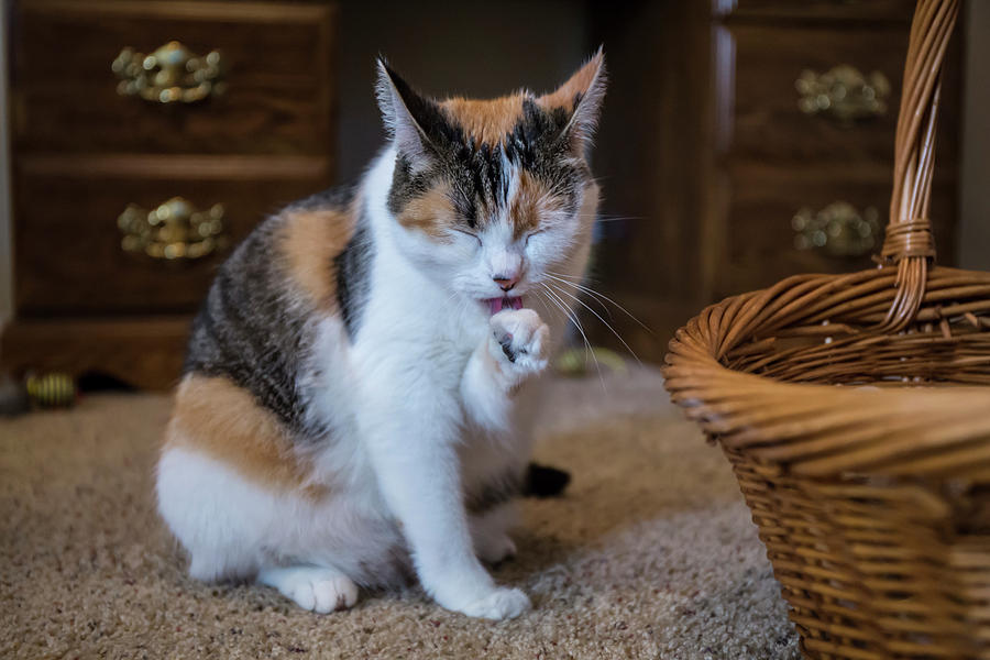 Portrait Photograph - Calico Cat With Her Favorite Mouse Toy by Janet Horton