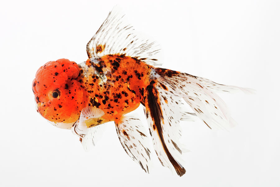 Calico Lionhead Goldfish Photograph by Martin Harvey
