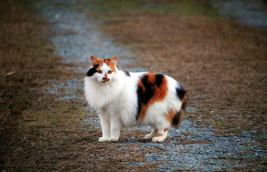 Calico On The Prowl Photograph by Cynthia Guinn
