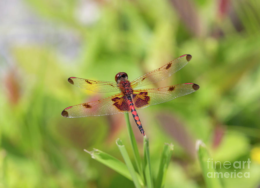 Calico Pennant Dragonfly by Kevin McCarthy Calico Pennant Dragonfly by Kevin McCarthy