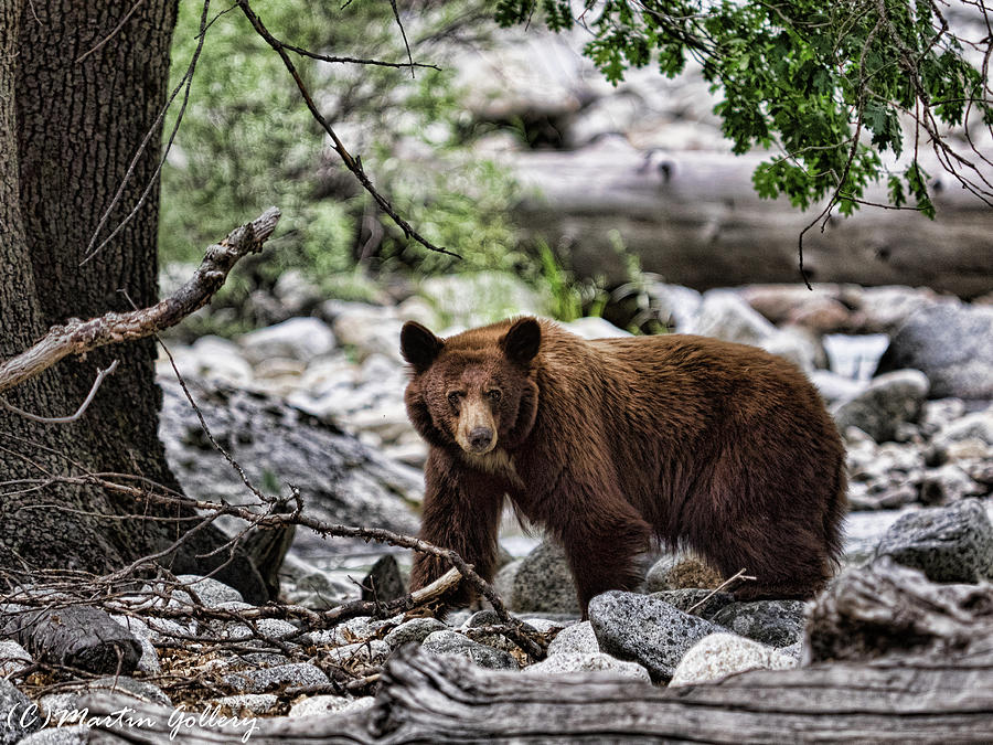 California Black Bear Photograph by Martin Gollery