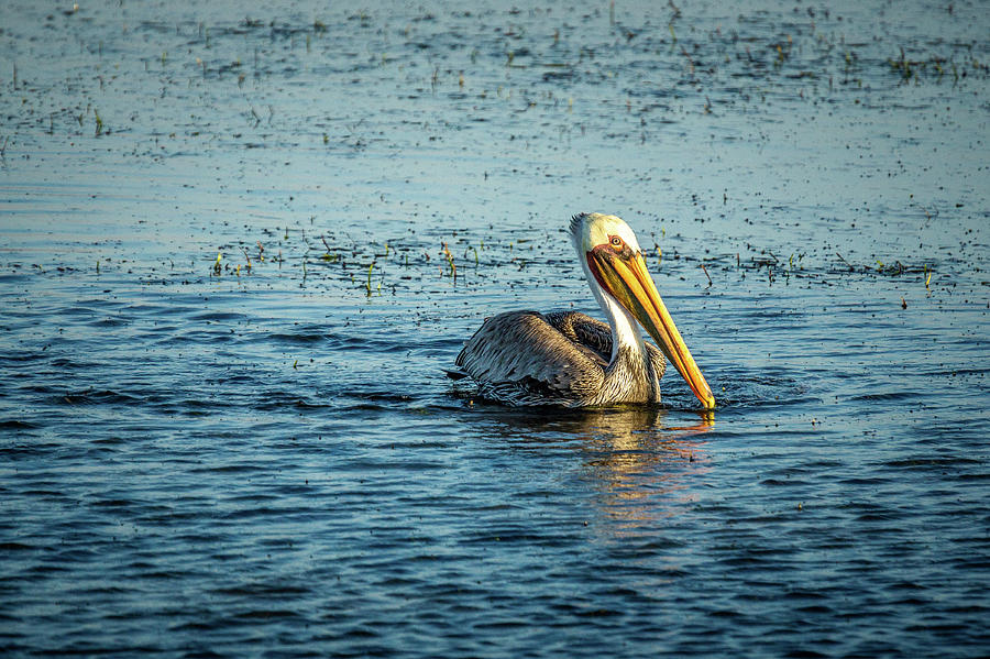 California Brown Pelican Photograph by Donald Pash
